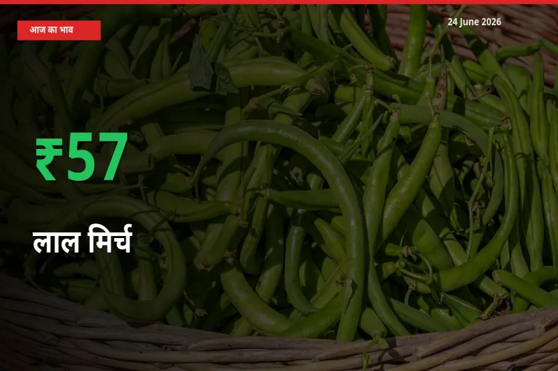 आज का मंडी भाव: लाल मिर्च के दाम मंडी में 57.4% ऊपर