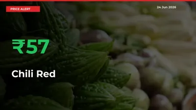Sudden 57.4% Rally in Chili Red Prices Across Mandis