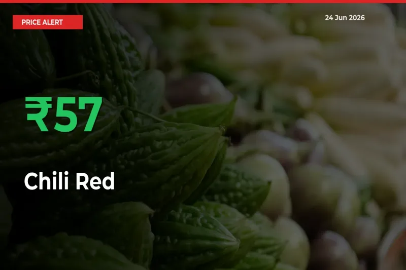 Sudden 57.4% Rally in Chili Red Prices Across Mandis