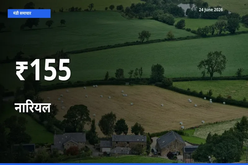 नारियल के दामों का असर कई मंडियों में, बाज़ार दिशा स्पष्ट