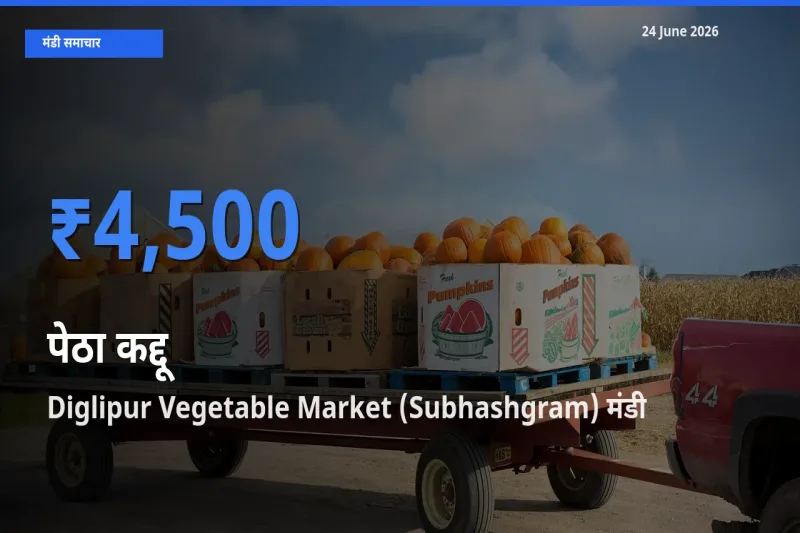 टॉप मंडी बना Diglipur Vegetable Market (Subhashgram)! पेठा कद्दू के सबसे ऊँचे दाम यहीं दर्ज