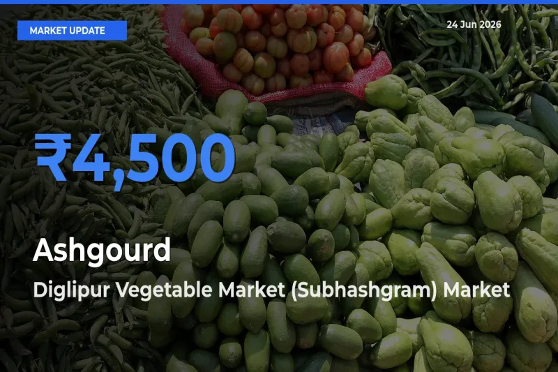 Farmers Prefer Diglipur Vegetable Market (Subhashgram) as Ashgourd Hits Highest Rate