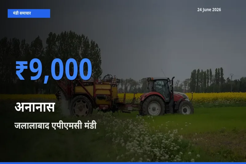 जलालाबाद एपीएमसी मंडी में आज अनानास के सबसे ऊँचे दाम दर्ज
