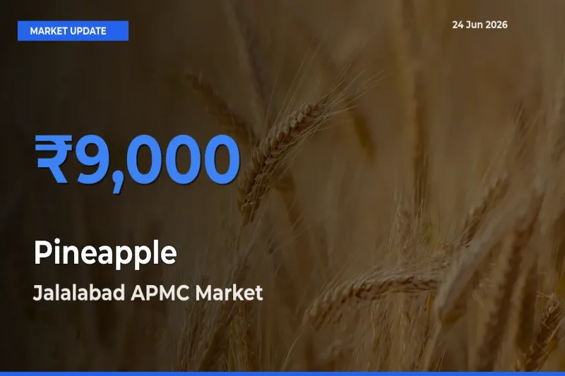 Top Performer! Jalalabad APMC Offers Best Pineapple Price Today