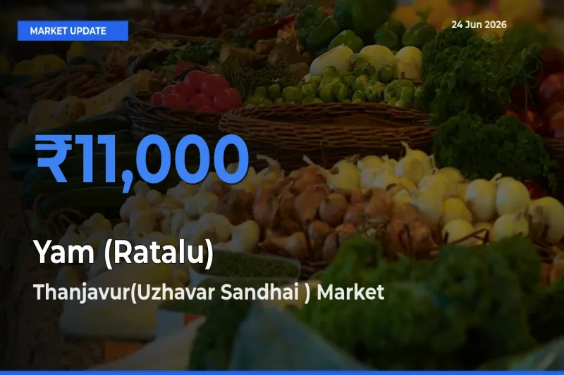 Thanjavur(Uzhavar Sandhai ) Records Highest ₹11,000 Rate for Yam (Ratalu)