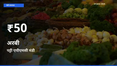 किसानों के लिए चिंता का विषय? अरबी के दाम पट्टी एपीएमसी में 30 दिन के न्यूनतम स्तर पर
