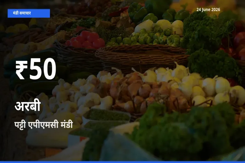 किसानों के लिए चिंता का विषय? अरबी के दाम पट्टी एपीएमसी में 30 दिन के न्यूनतम स्तर पर