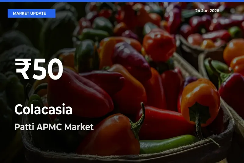 Sharp Fall! Colacasia Prices Drop to 30-Day Low in Patti APMC
