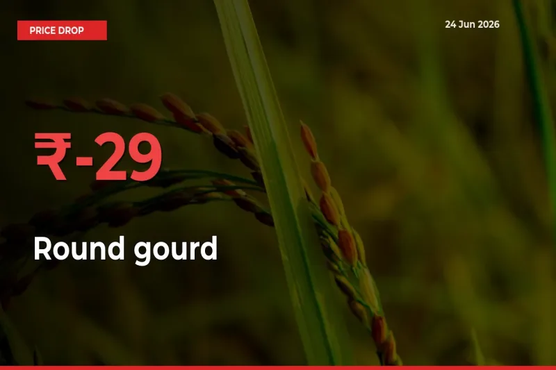 Round gourd Mandi Rate Today: Prices Fall 28.79% at Market