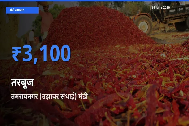 आज तरबूज के सबसे ऊँचे दाम ₹3,100 तमरायनगर (उझावर संधाई) मंडी में