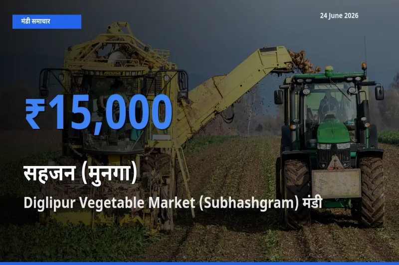 बाज़ार संकेत: Diglipur Vegetable Market (Subhashgram) बना सहजन (मुनगा) के लिए आज की टॉप मंडी