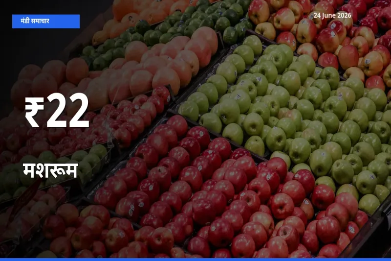मशरूम के दाम 22+ मंडियों में बदले, बाज़ार का रुझान स्पष्ट