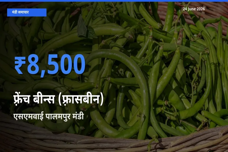 आज फ़्रेंच बीन्स (फ़्रासबीन) के सबसे ज़्यादा दाम एसएमवाई पालमपुर मंडी में दर्ज