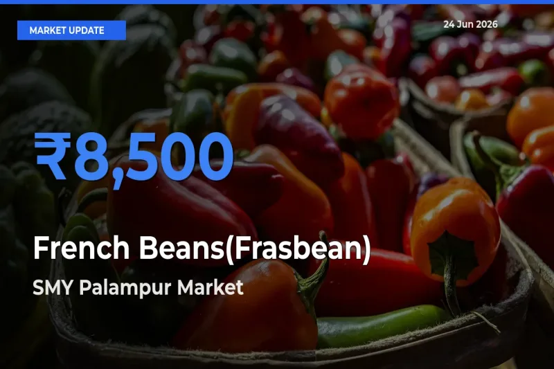 French Beans(Frasbean) Mandi Rate Today: SMY Palampur Tops the List