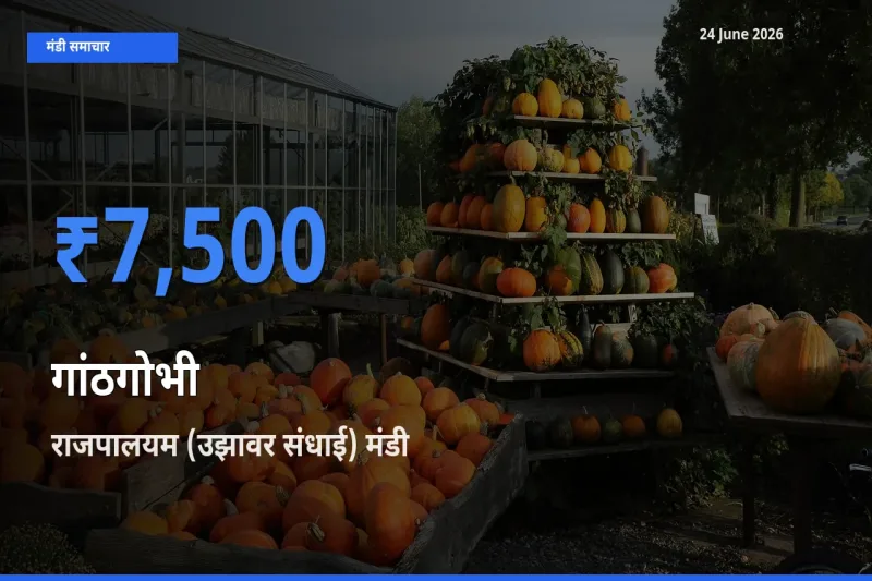 टॉप मंडी बना राजपालयम (उझावर संधाई)! गांठगोभी के सबसे ऊँचे दाम यहीं दर्ज