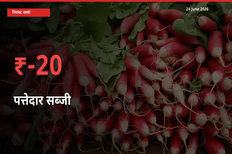 पत्तेदार सब्जी के दाम प्रमुख मंडी में 19.85% गिरे, 24 घंटे में बड़ा बदलाव