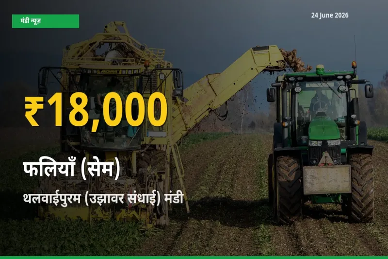 थलवाईपुरम (उझावर संधाई) में फलियाँ (सेम) ₹18,000 पर पहुँचा – अब तक का उच्चतम भाव