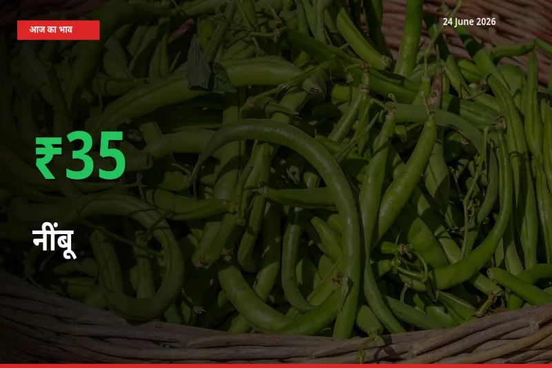 24 June अपडेट: नींबू के दाम मंडी में 34.93% उछले