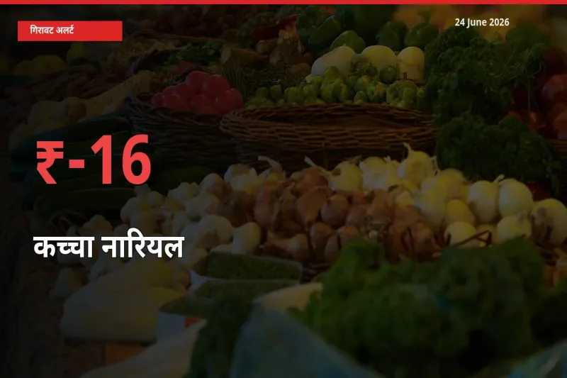 अचानक झटका! मंडी में कच्चा नारियल के दाम 15.7% टूटे