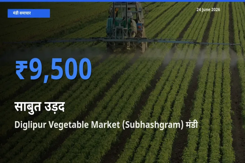 24 June अपडेट: साबुत उड़द के सबसे ऊँचे दाम Diglipur Vegetable Market (Subhashgram) मंडी में