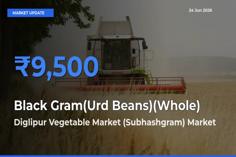 Diglipur Vegetable Market (Subhashgram) Tops Black Gram(Urd Beans)(Whole) Rates – June 24 Market Update