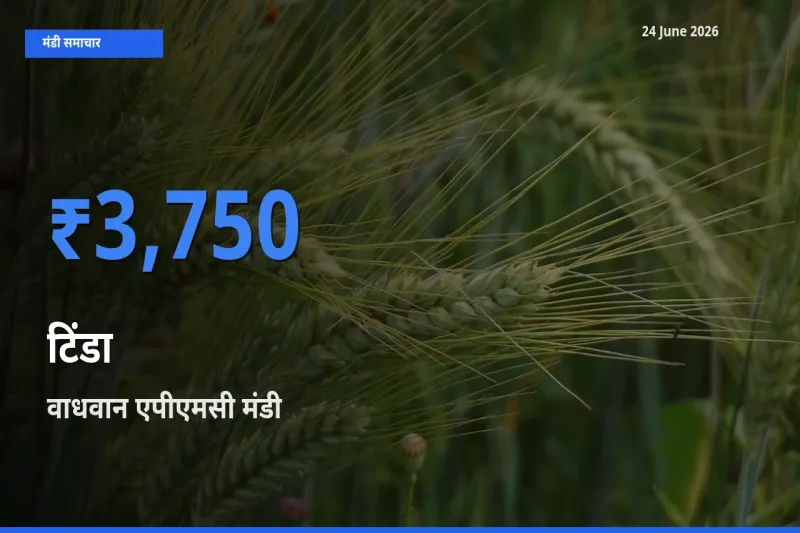 आज टिंडा के सबसे ऊँचे दाम ₹3,750 वाधवान एपीएमसी मंडी में
