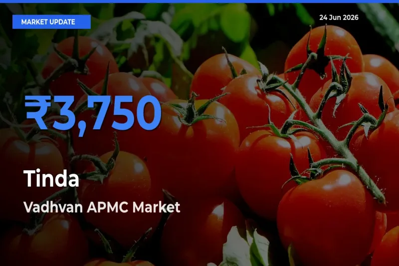 Vadhvan APMC Leads as Top Mandi for Tinda Prices