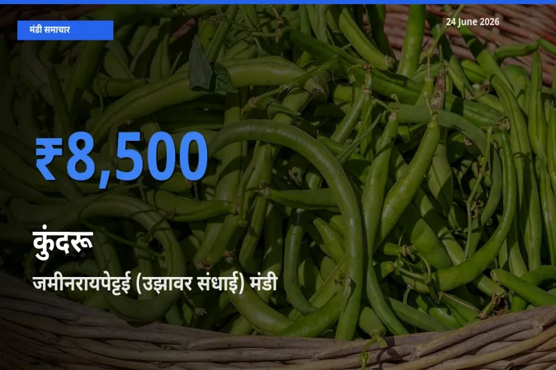 आज कुंदरू के सबसे ऊँचे दाम ₹8,500 जमीनरायपेट्टई (उझावर संधाई) मंडी में