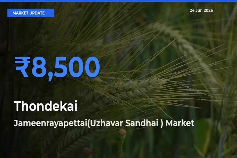 Jameenrayapettai(Uzhavar Sandhai ) Leads as Top Mandi for Thondekai Prices