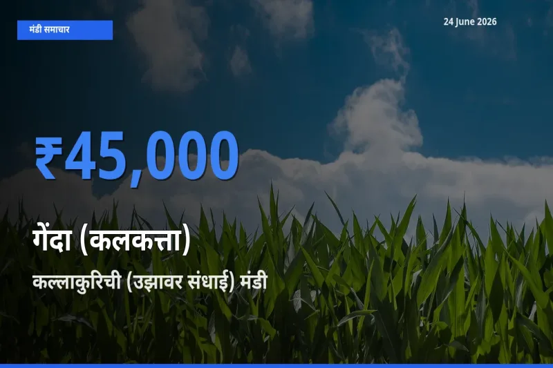 24 June अपडेट: गेंदा (कलकत्ता) के सबसे ऊँचे दाम कल्लाकुरिची (उझावर संधाई) मंडी में