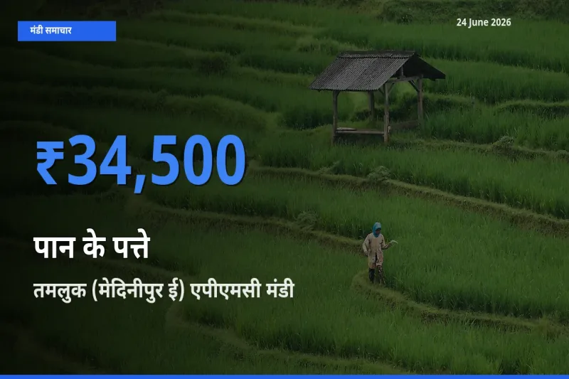 तमलुक (मेदिनीपुर ई) एपीएमसी मंडी में आज पान के पत्ते के सबसे ऊँचे दाम दर्ज