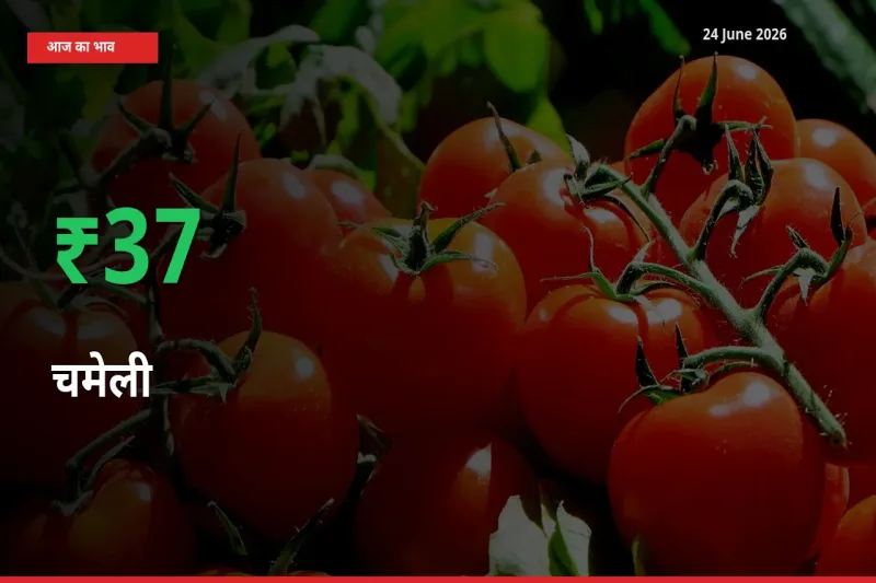स्थानीय मंडी में चमेली के दाम अचानक 37.05% उछले, किसान सतर्क