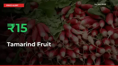 Tamarind Fruit Mandi Rate Today: Prices Jump 15.35% at Market