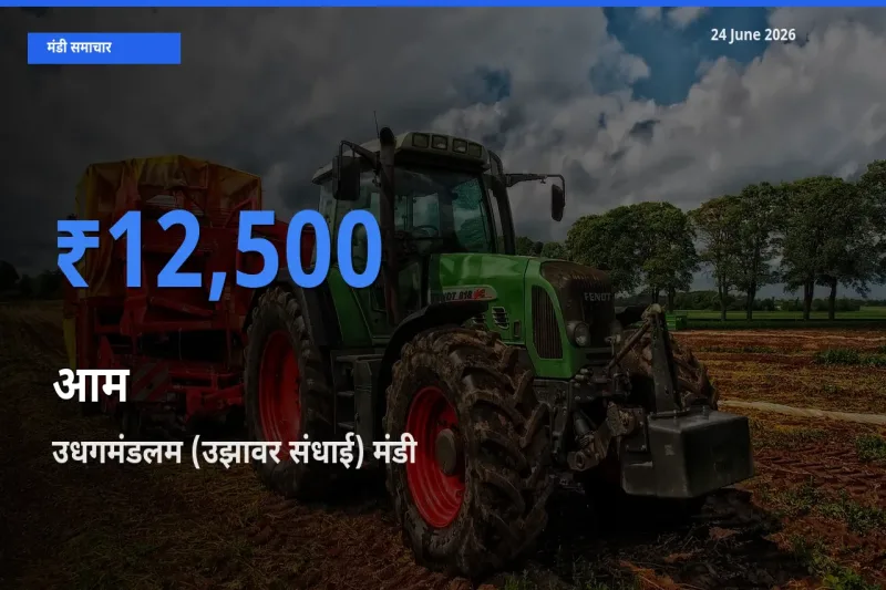 टॉप मंडी बना उधगमंडलम (उझावर संधाई)! आम के सबसे ऊँचे दाम यहीं दर्ज
