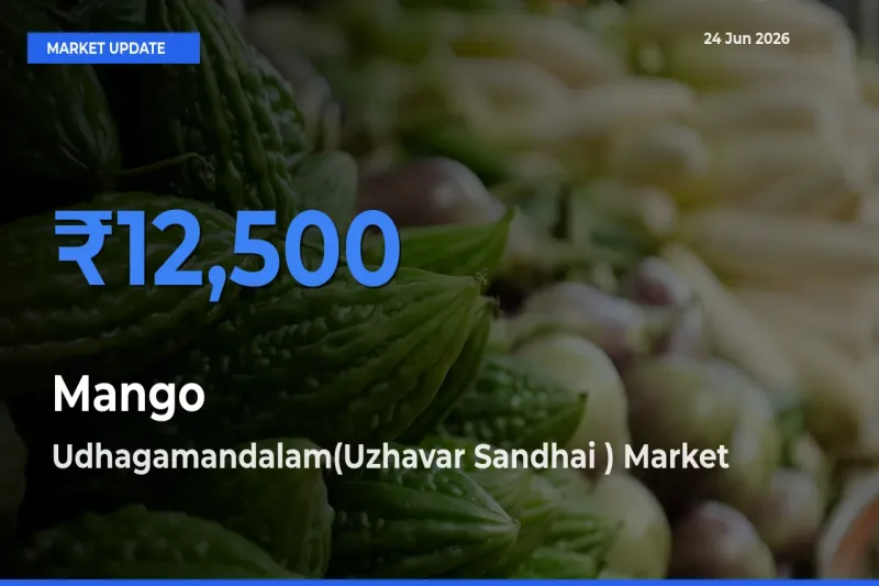 Mango Mandi Rate Today: Udhagamandalam(Uzhavar Sandhai ) Tops the List