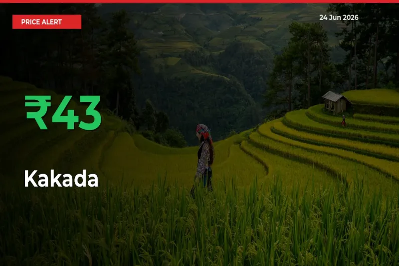 Farmers Cheer as Kakada Prices Surge 42.73% in Local Mandis