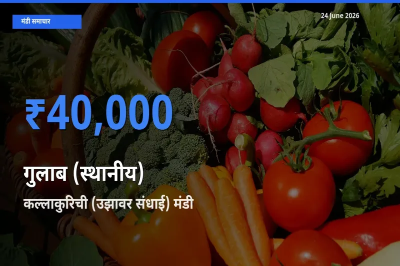 कल्लाकुरिची (उझावर संधाई) में गुलाब (स्थानीय) का आज सबसे ऊँचा भाव