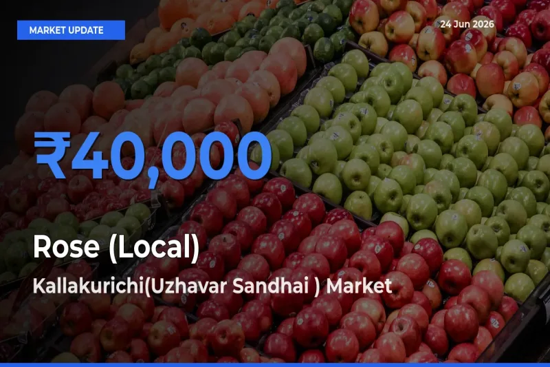 Kallakurichi(Uzhavar Sandhai ) Leads as Top Mandi for Rose (Local) Prices