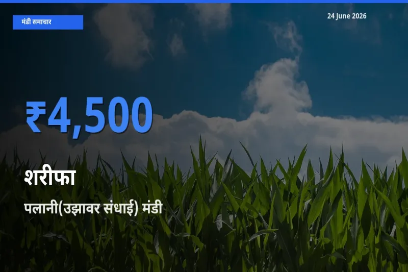 किसानों की पसंद बना पलानी(उझावर संधाई), शरीफा के सबसे अच्छे दाम