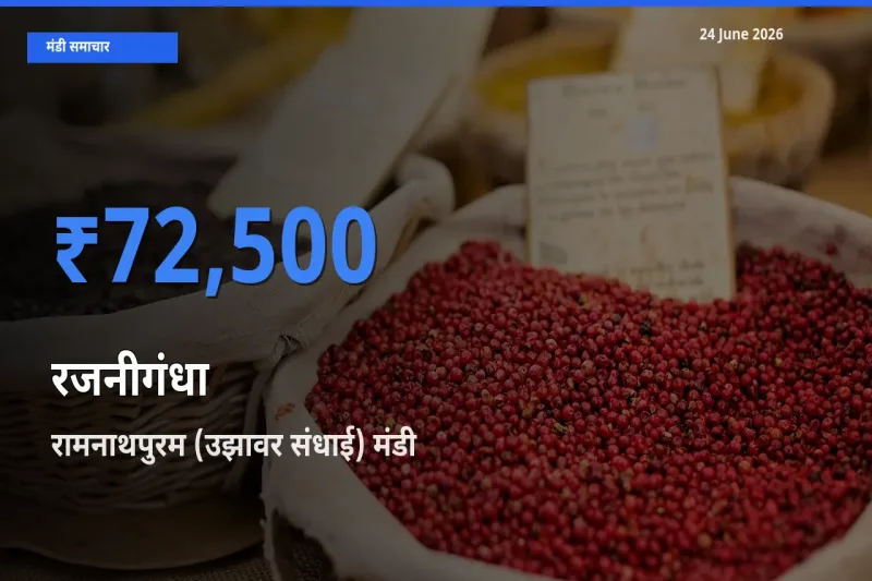 किसानों की पसंद बना रामनाथपुरम (उझावर संधाई), रजनीगंधा के सबसे अच्छे दाम