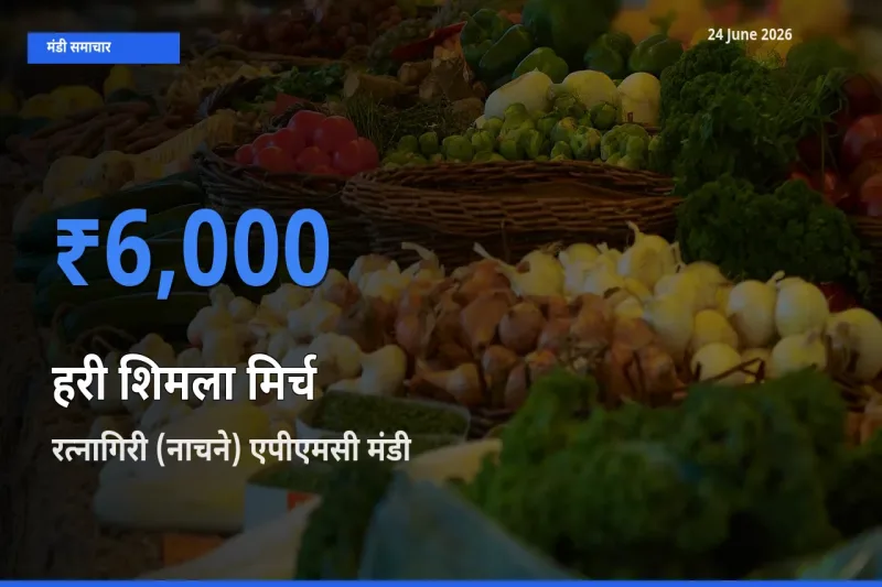 आज हरी शिमला मिर्च के सबसे ऊँचे दाम ₹6,000 रत्नागिरी (नाचने) एपीएमसी मंडी में