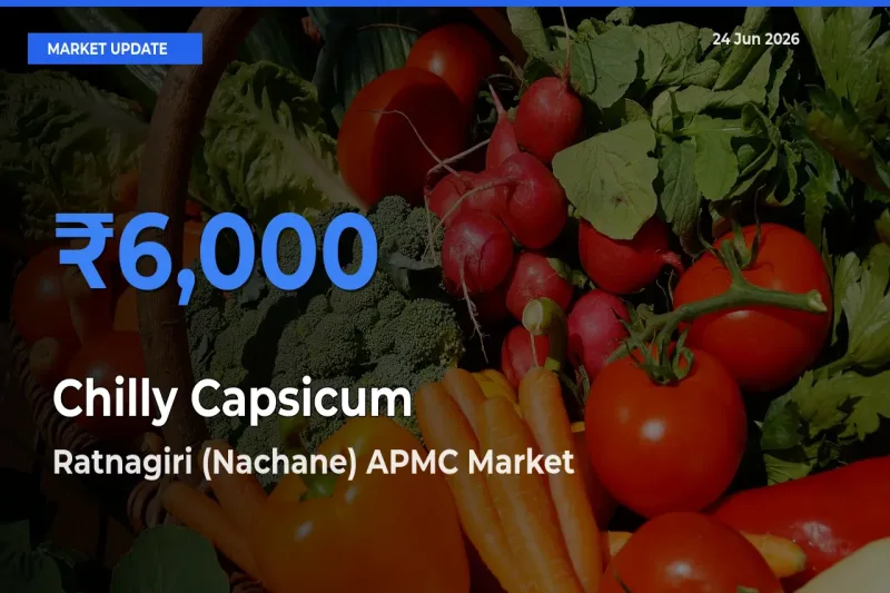 Market Watch: Ratnagiri (Nachane) APMC Becomes Top Mandi for Chilly Capsicum