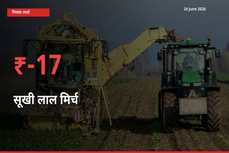 अचानक झटका! मंडी में सूखी लाल मिर्च के दाम 16.64% टूटे