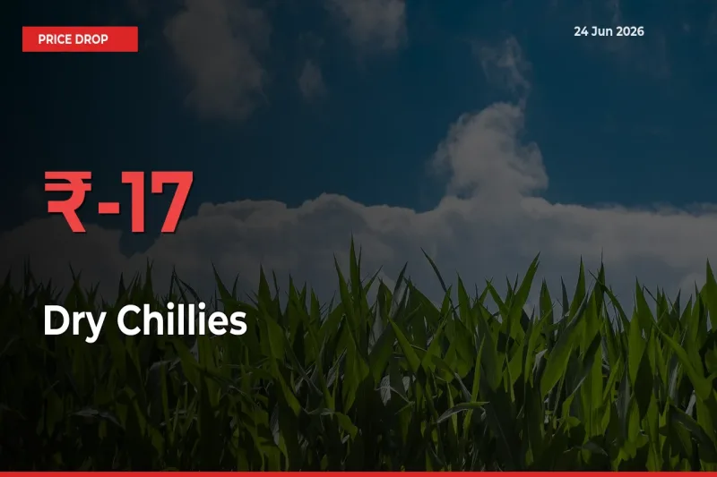 Dry Chillies Falls 16.64% at Mandis
