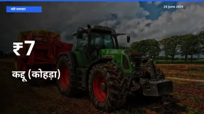 आज का मंडी ट्रेंड: कद्दू (कोहड़ा) के दाम कई बाजारों में एक साथ बदले