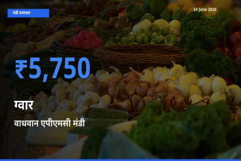 आज ग्वार के सबसे ऊँचे दाम ₹5,750 वाधवान एपीएमसी मंडी में
