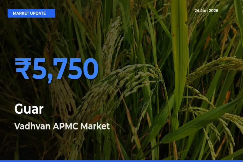 Guar Mandi Rate Today: Vadhvan APMC Tops the List