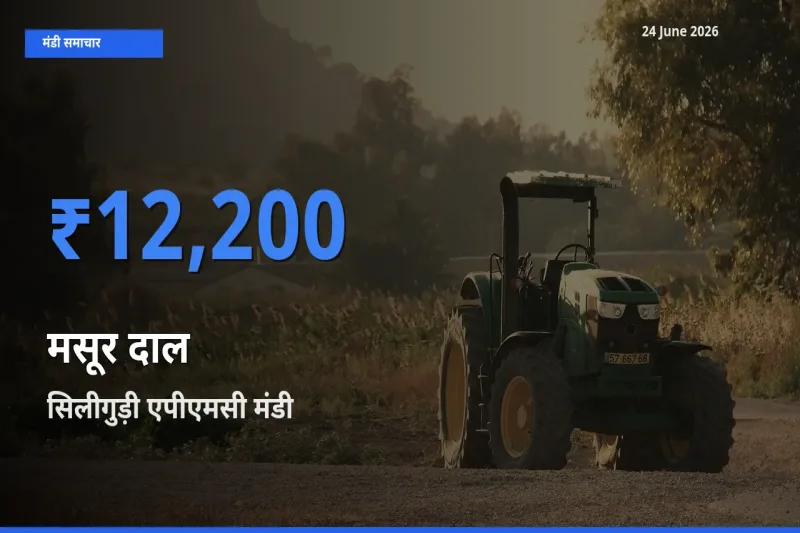 किसानों की पसंद बना सिलीगुड़ी एपीएमसी, मसूर दाल के सबसे अच्छे दाम
