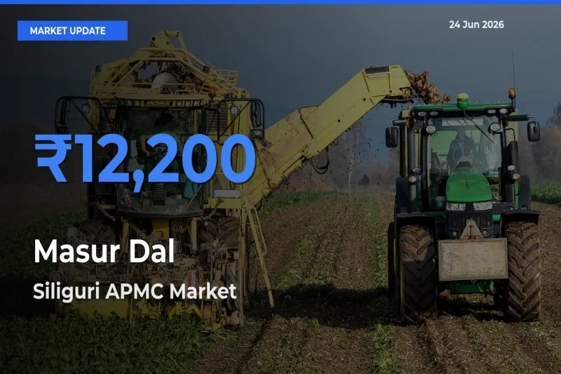 Top Performer! Siliguri APMC Offers Best Masur Dal Price Today