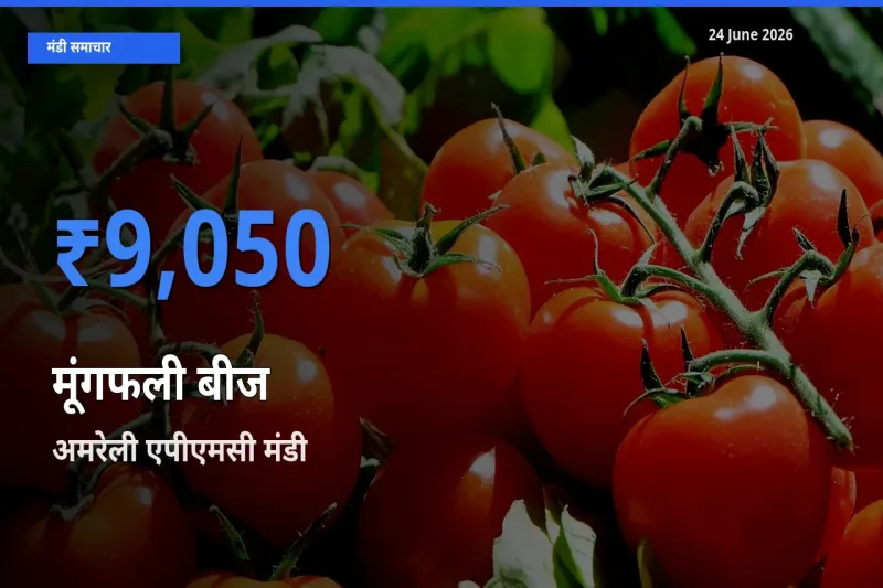 बाज़ार संकेत: अमरेली एपीएमसी बना मूंगफली बीज के लिए आज की टॉप मंडी